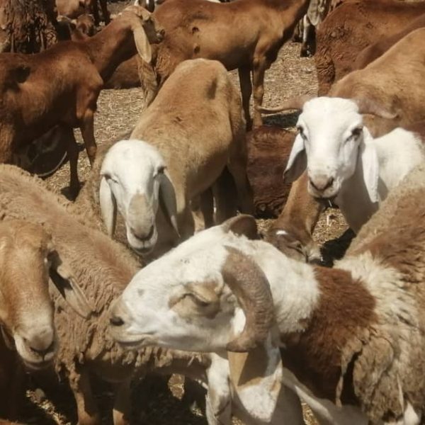 WhatsApp Image 2024 01 02 at 22 23 11 5 600x600