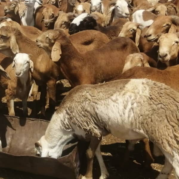 WhatsApp Image 2024 01 02 at 22 23 12 3 600x600