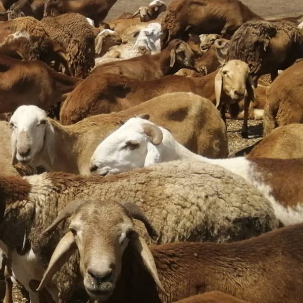 WhatsApp Image 2024 01 02 at 22 23 47 3 600x600