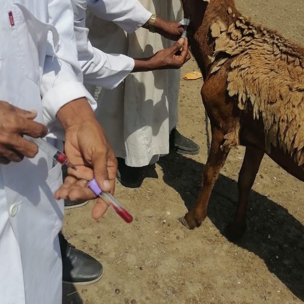 WhatsApp Image 2024 01 02 at 22 30 24 2 600x600