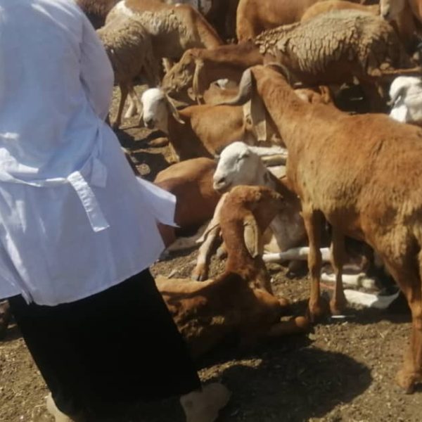 WhatsApp Image 2024 01 02 at 22 33 40 600x600