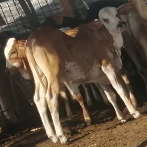 WhatsApp Image 2024 01 07 at 15 01 38 600x600