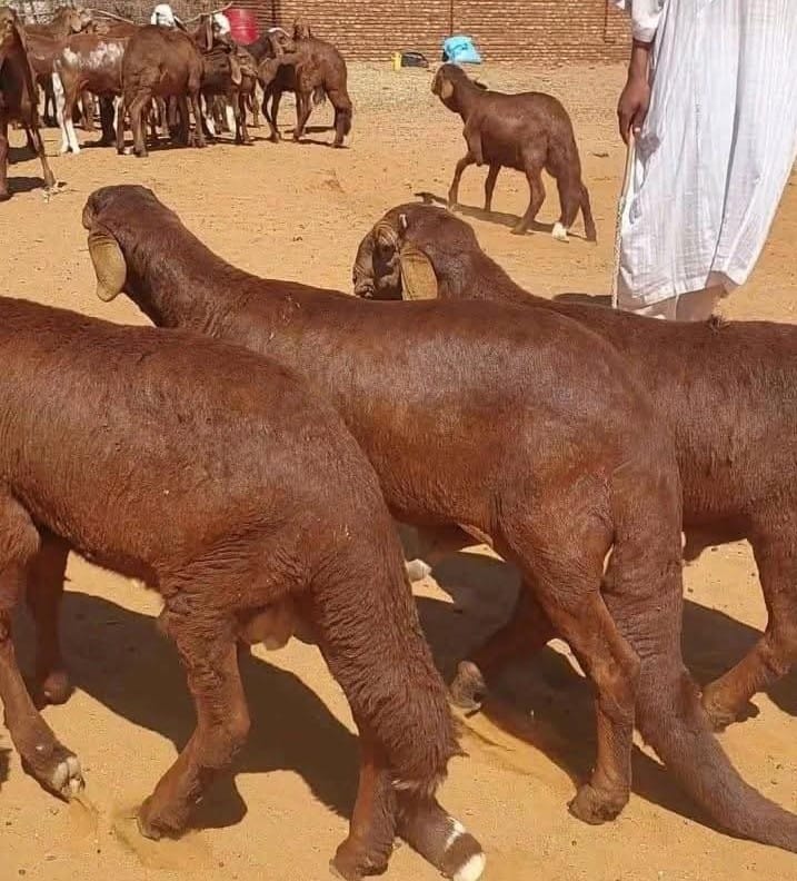 WhatsApp Image 2025 11 27 at 02 21 12